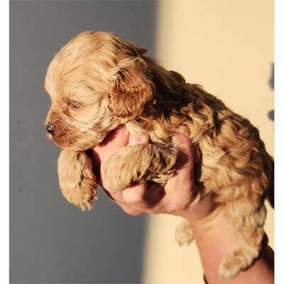 Cockapoo Femelle