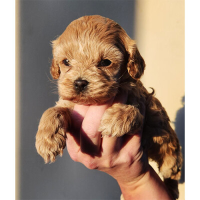 Cockapoo Femelle à vendre