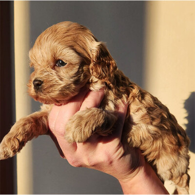 Cockapoo Femelle beige