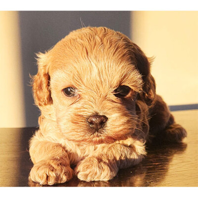Cockapoo Femelle chiot