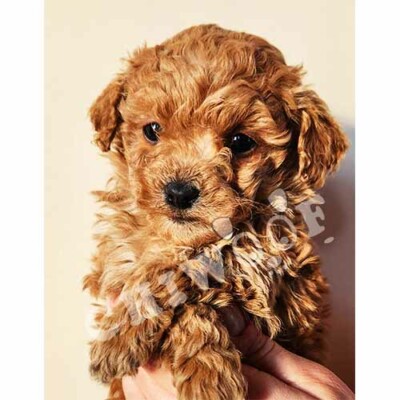 Cockapoo Toy