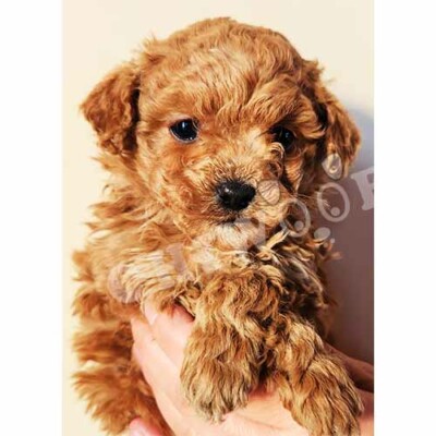 Cockapoo Toy
