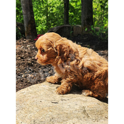 Cockapoo toy roux à vendre