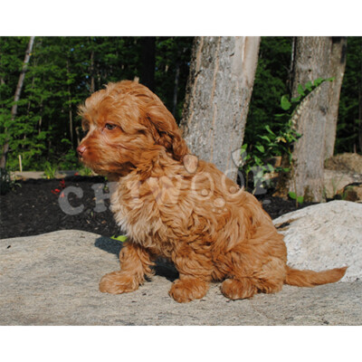 Cockapoo rouge à vendre
