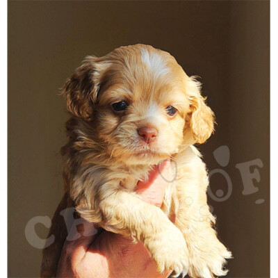Cockapoo à vendre