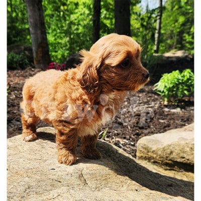 Cockapoo toy roux à vendre