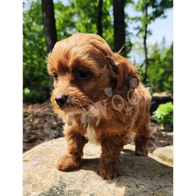 Cockapoo toy roux à vendre