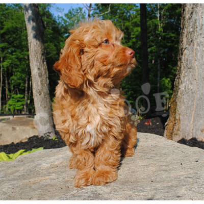 Cockapoo rouge à vendre