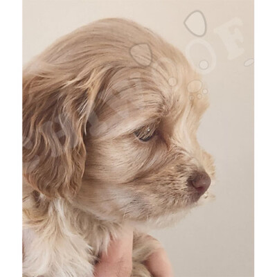 Cockapoo à vendre