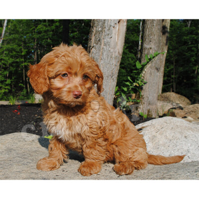 Cockapoo miniature à vendre
