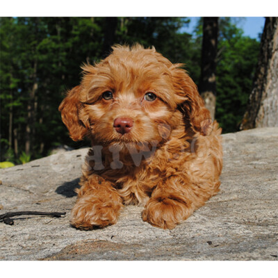 Cockapoo à vendre