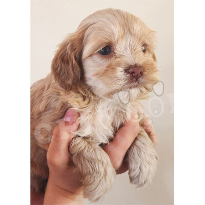 Cockapoo à vendre