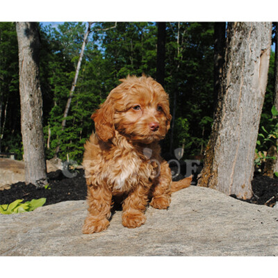 Cockapoo à vendre