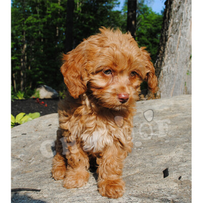 Cockapoo à vendre