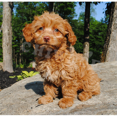 Cockapoo à vendre