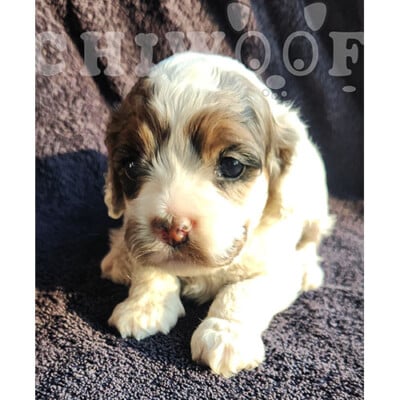 Cockapoo blanc et brun à vendre