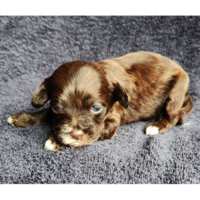 Cockapoo brun à vendre