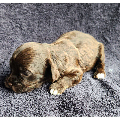 Cockapoo brun à vendre