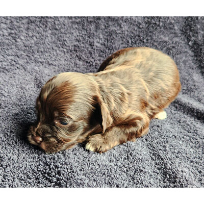 Cockapoo brun à vendre