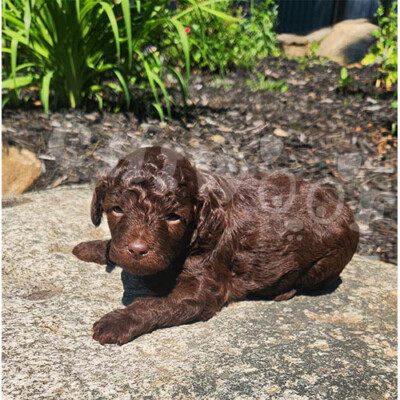 Cockapoo brun à vendre