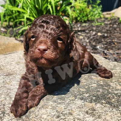 Cockapoo brun à vendre chiot mâle