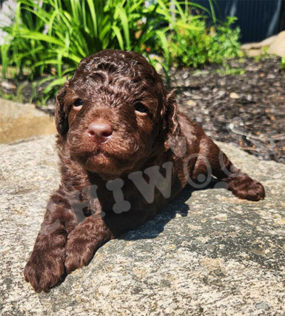 Cockapoo brun à vendre chiot mâle