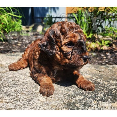 Cockapoo brun roux à vendre chiot