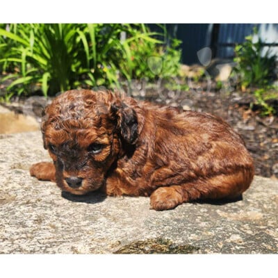 Cockapoo brun roux à vendre chiot