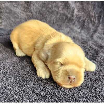 Cockapoo caramel
