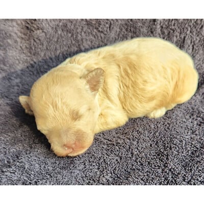 Cockapoo caramel femelle