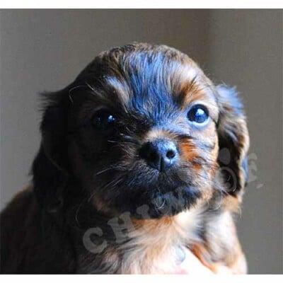 Cockapoo chiot à vendre, annonce québec