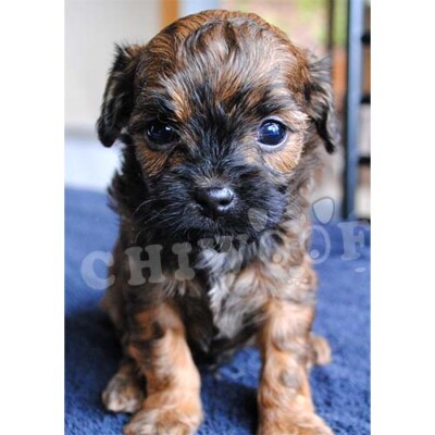 Cockapoo chiot à vendre, annonce québec