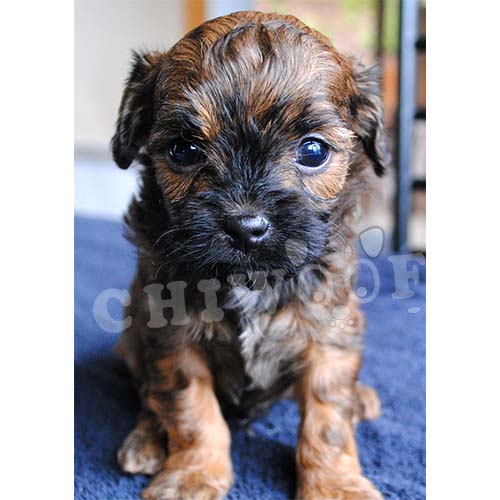 Cockapoo chiot à vendre, annonce québec