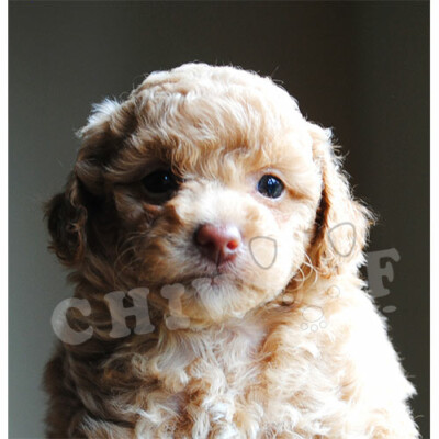 Cockapoo toy beige éleveur