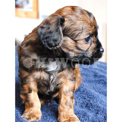 Cockapoo chiot à vendre, annonce québec