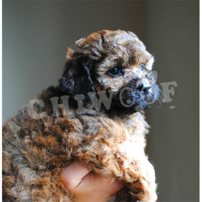 Cockapoo toy éleveur