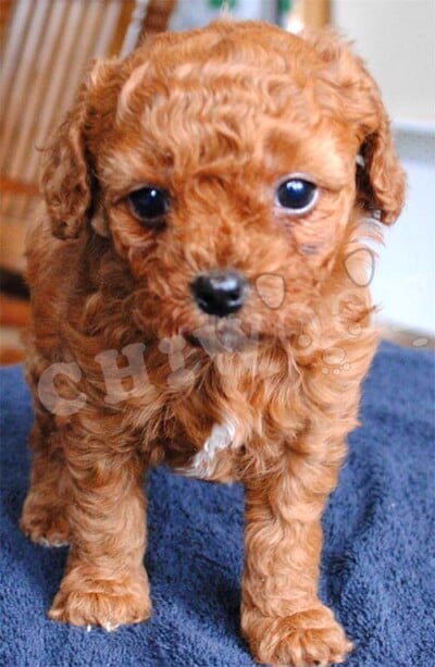 Cockapoo chiot à vendre, annonce québec