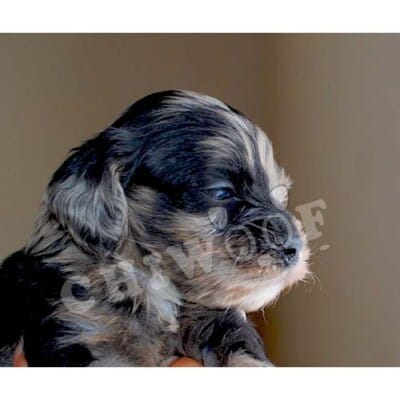 Cockapoo chiot