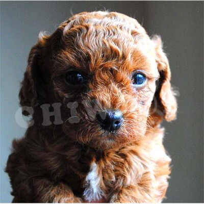 Cockapoo chiot à vendre, annonce québec