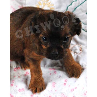 Cockapoo chiot à vendre, annonce québec