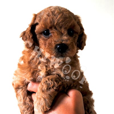 Cockapoo toy éleveur