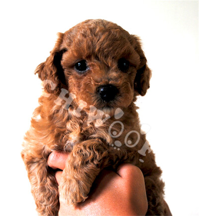 Cockapoo toy éleveur