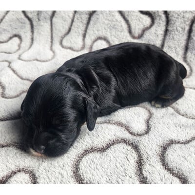 Cockapoo chiot femelle noir