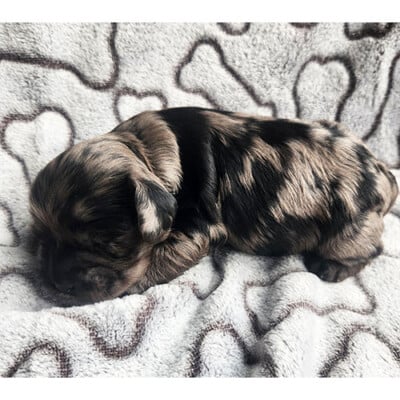 Cockapoo chiot merle femelle