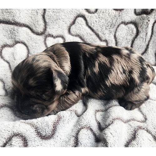 Cockapoo chiot merle femelle Cockapoo chiot merle femelle