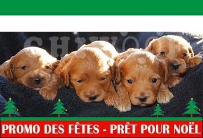 Chiot Cockapoo à vendre Québec