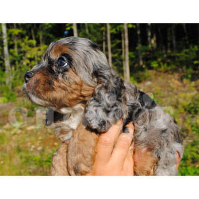 Élevage cockapoo tricolor
