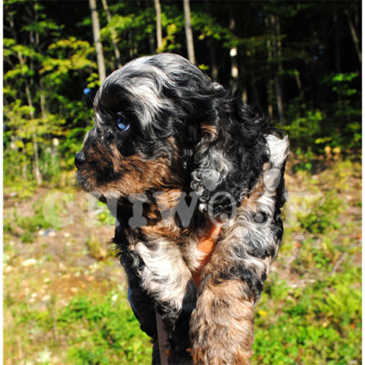 Élevage cockapoo aux yeux bleu
