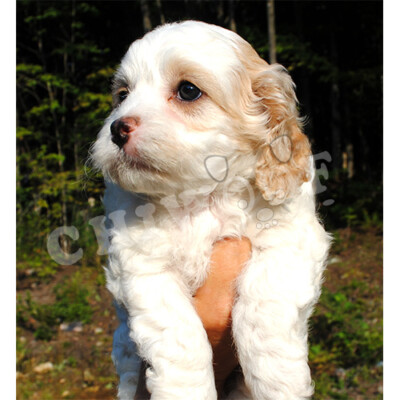 Élevage cockapoo blanc et beige