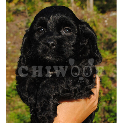 Élevage cockapoo miniature noir